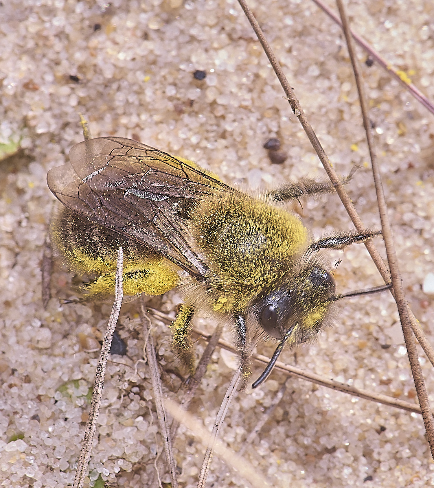 NorthDenesEarlyColletes130425-1