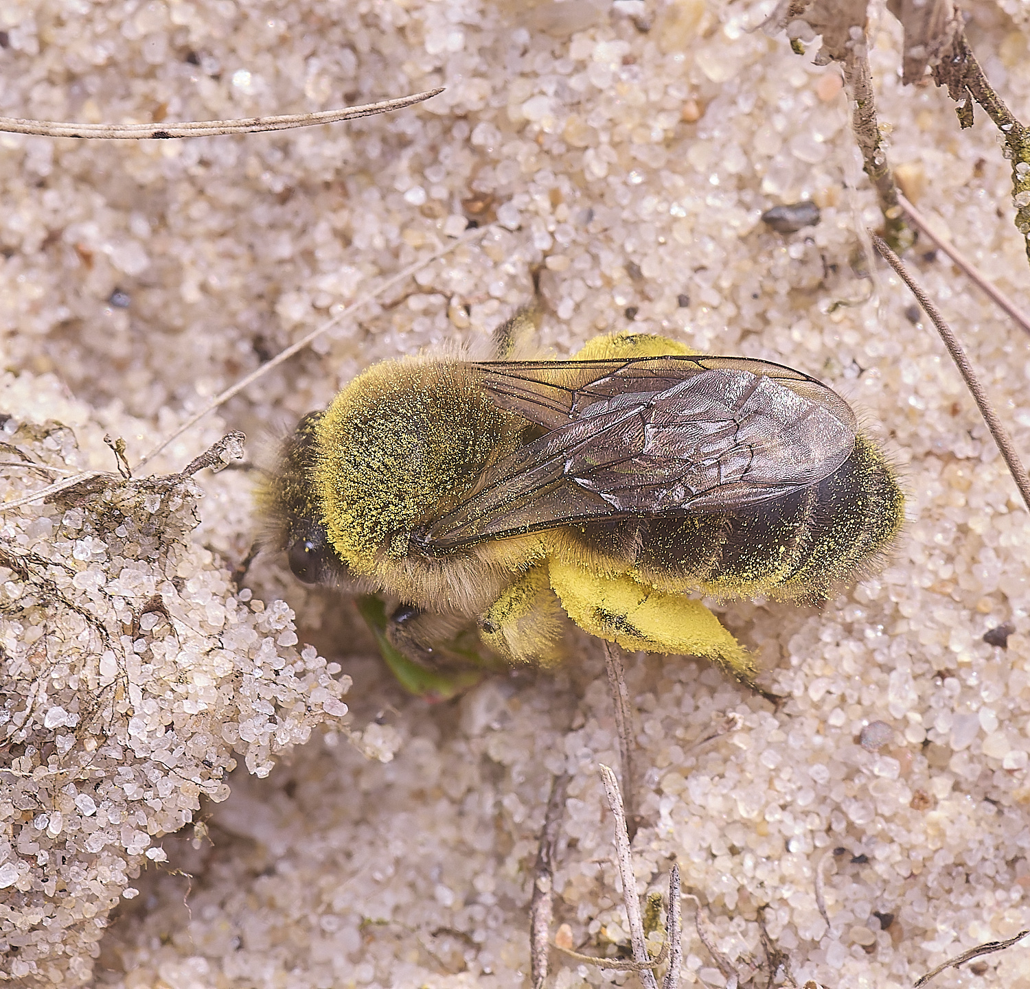 NorthDenesEarlyColletes130425-2