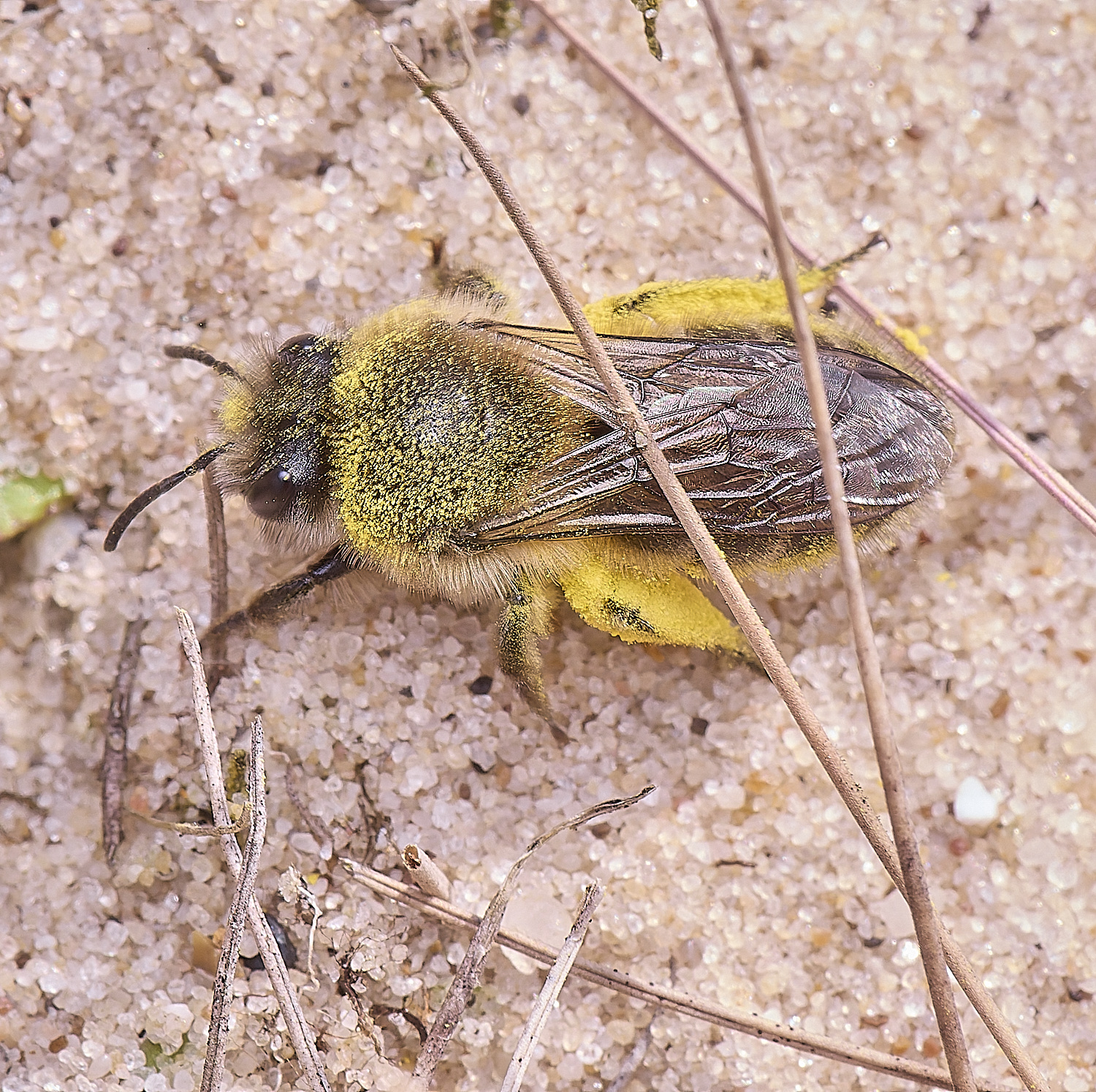 NorthDenesEarlyColletes130425-3