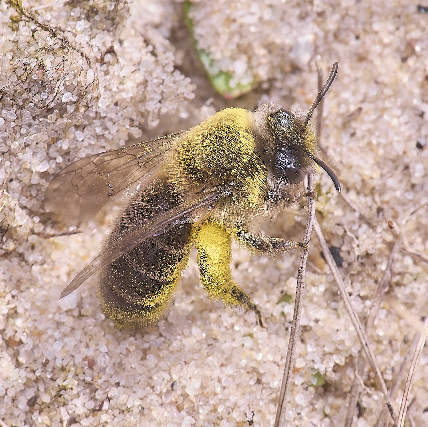 NorthDenesEarlyColletes130425-4
