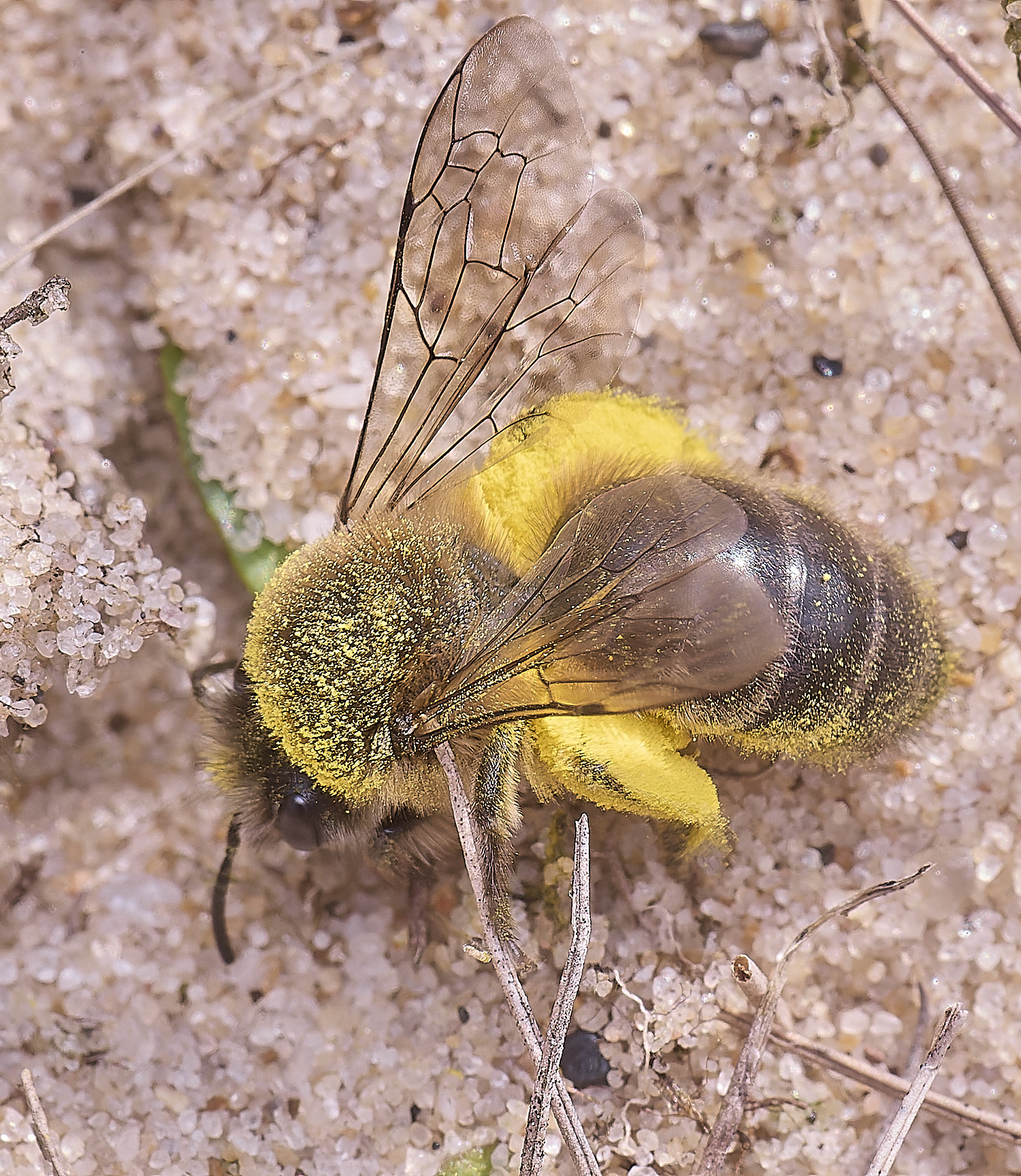 NorthDenesEarlyColletes130425-6
