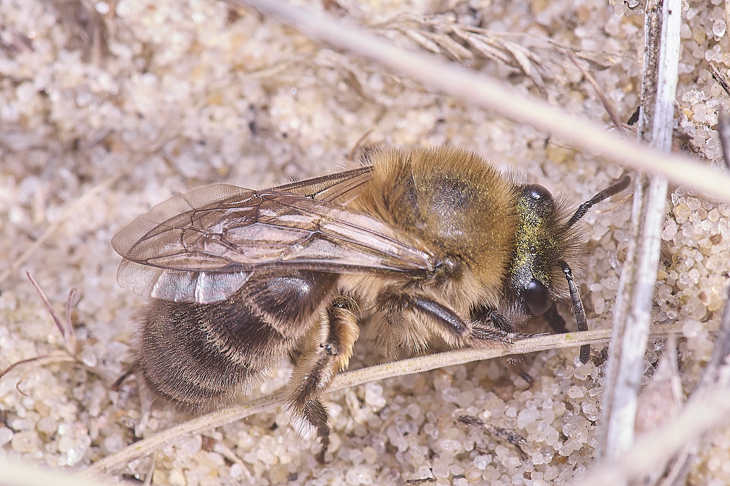 NorthDenesEarlyColletes130425-7