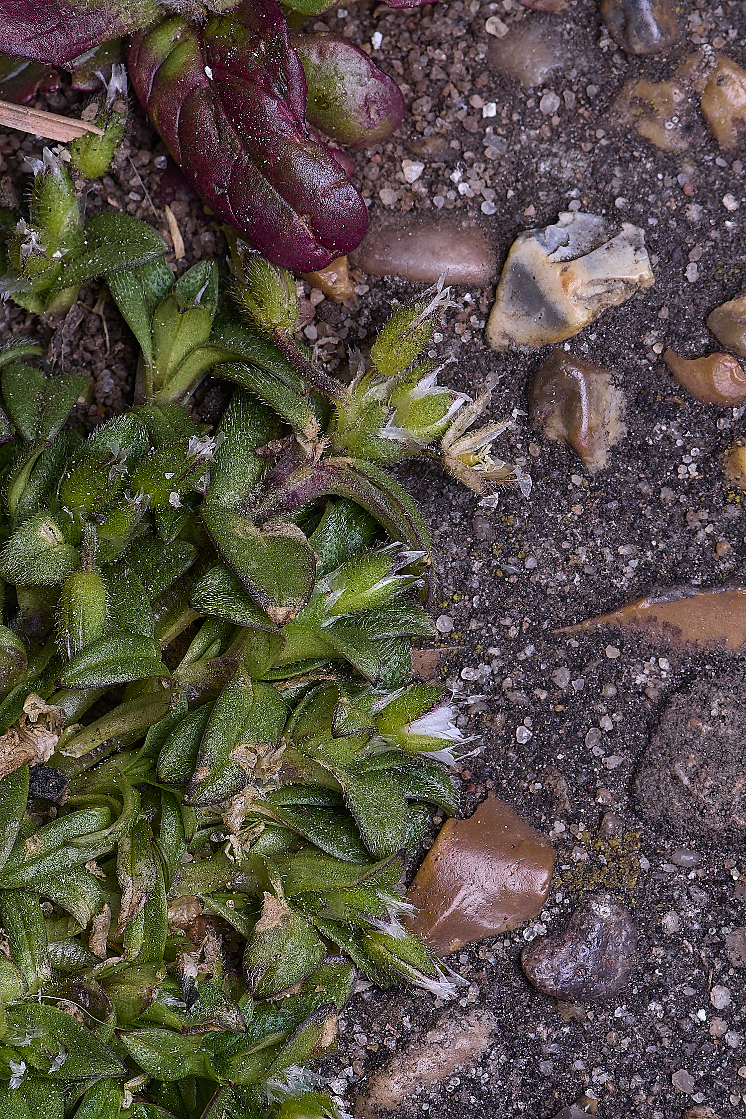 NorthDenesGreen130425-1