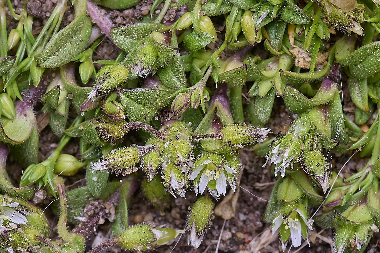 NorthDenesGreen130425-2