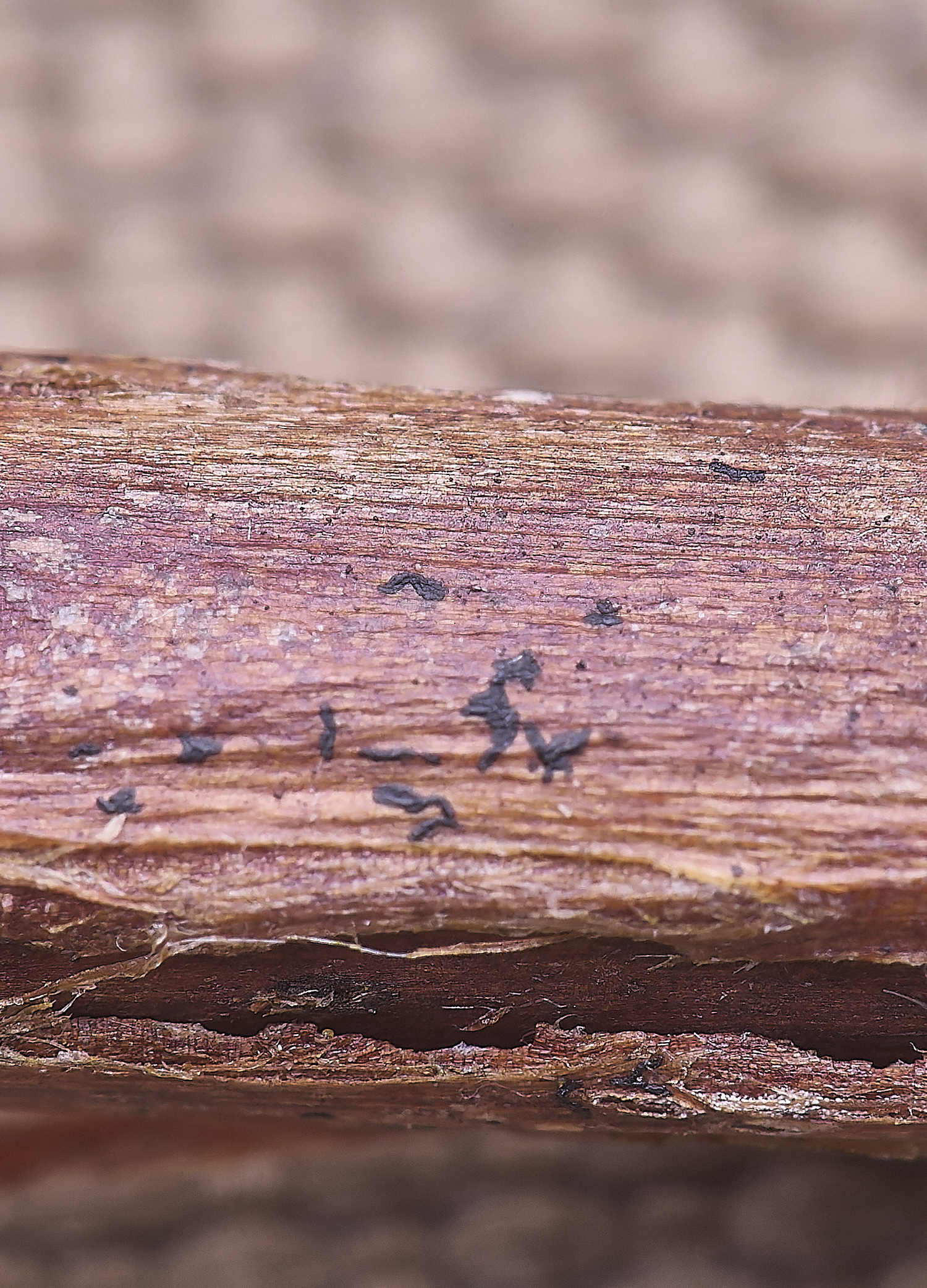 NorthDenesHierogyphics130425-1