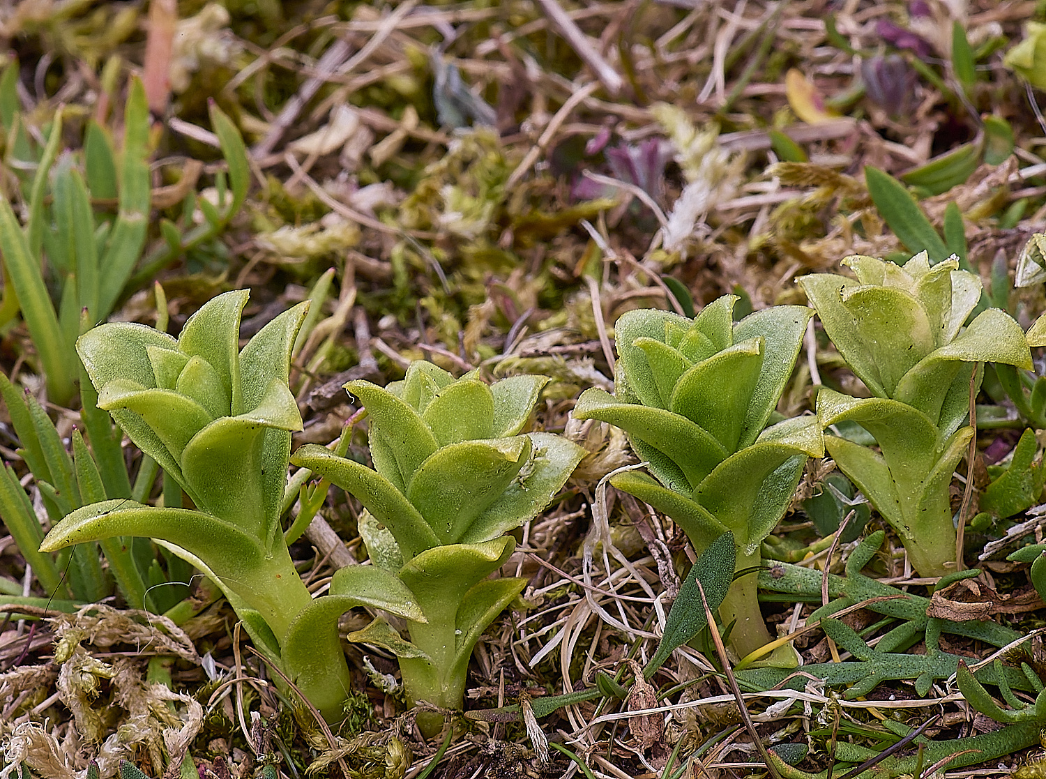 NorthDenesHpeploides130425-1