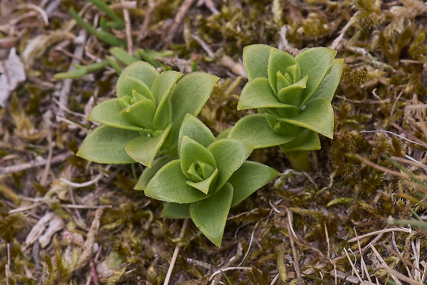 NorthDenesHpeploides130425-2