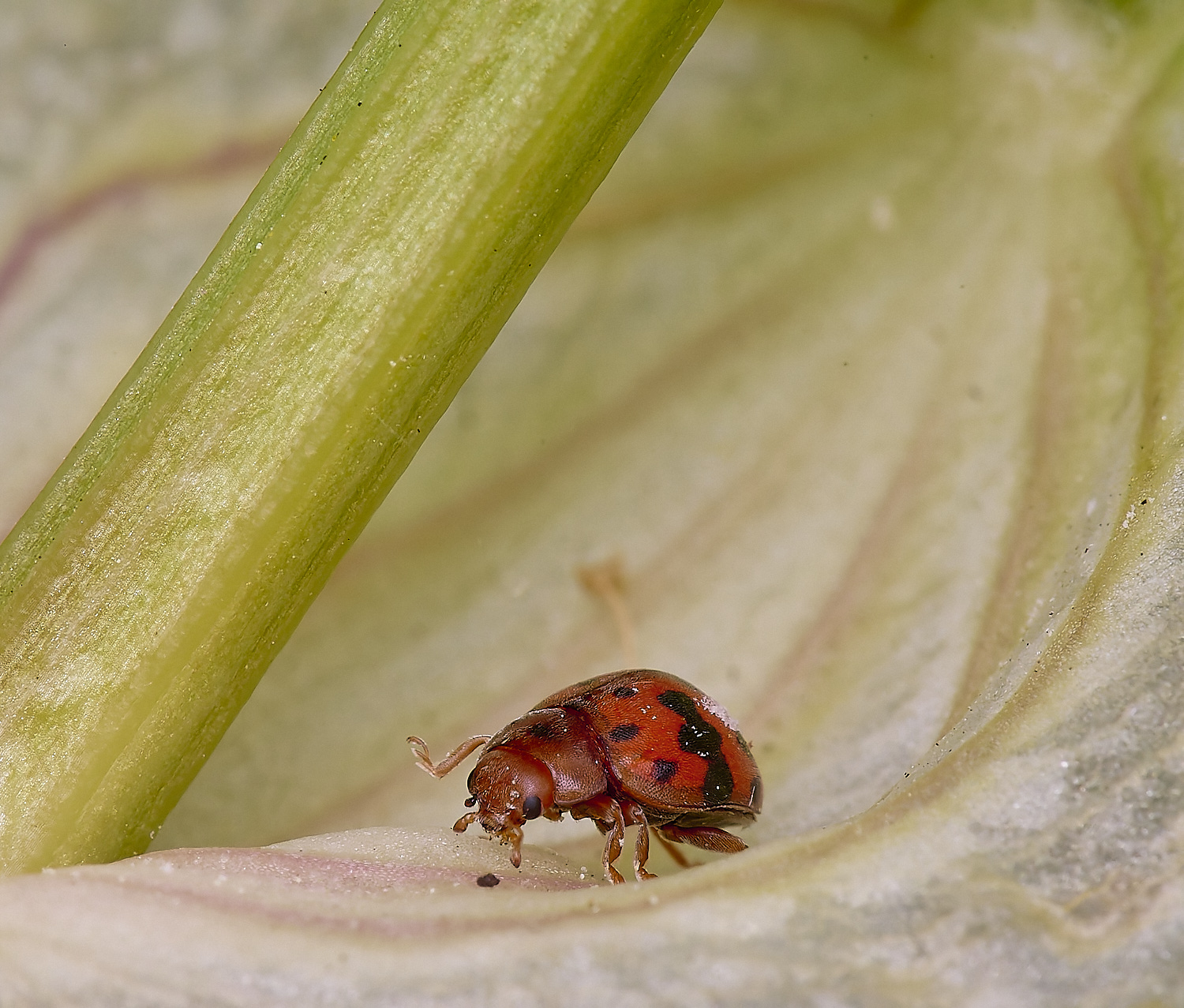 NorthDenesLadybird130425-1 2
