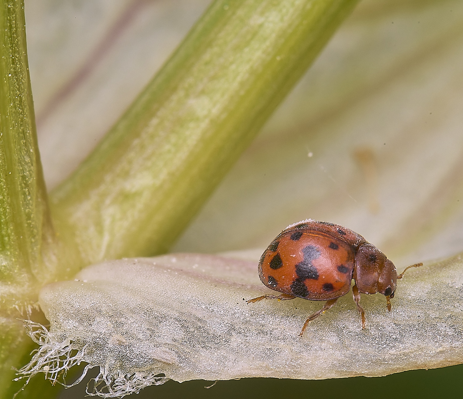 NorthDenesLadybird130425-3 2