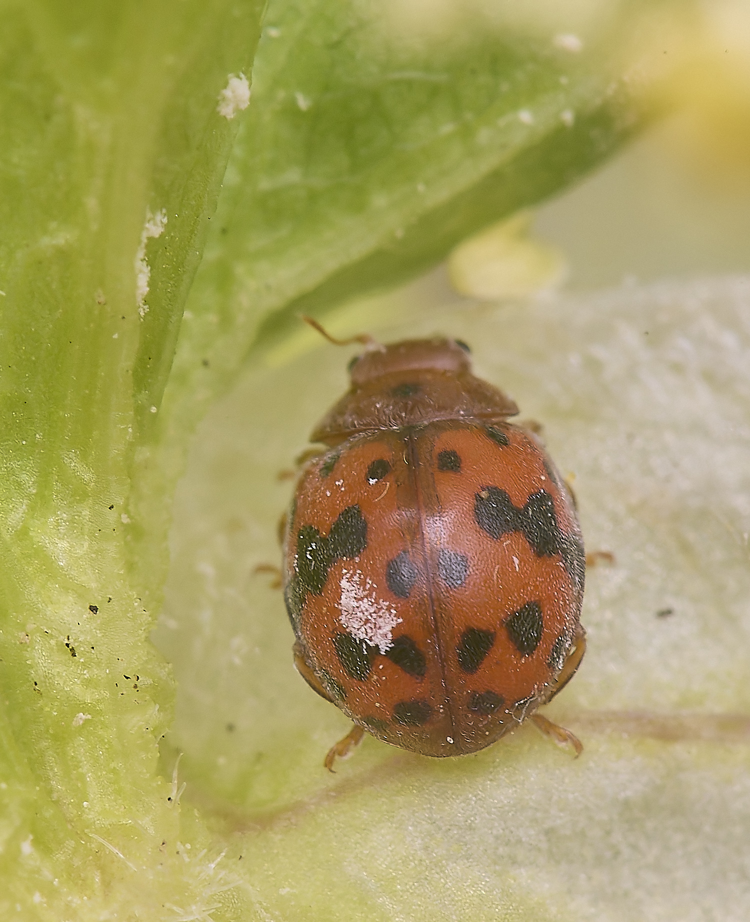 NorthDenesLadybird130425-4 2