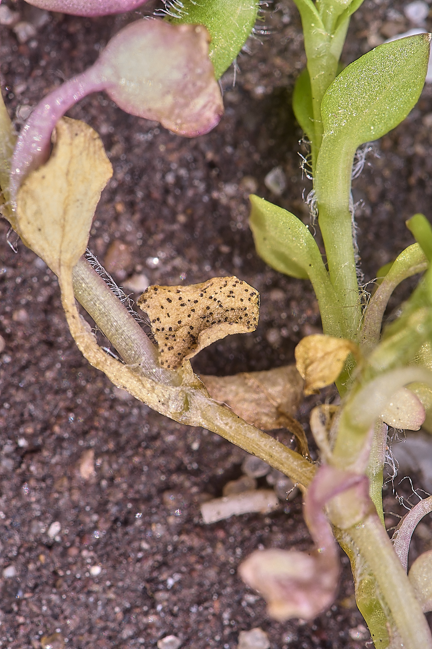 NorthDeneslesserChickweed130425-1