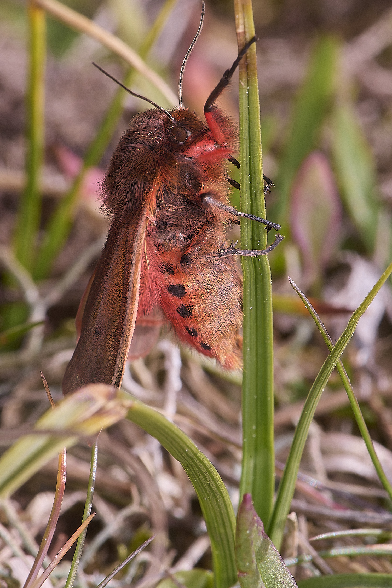 NorthDenesMoth130425-2