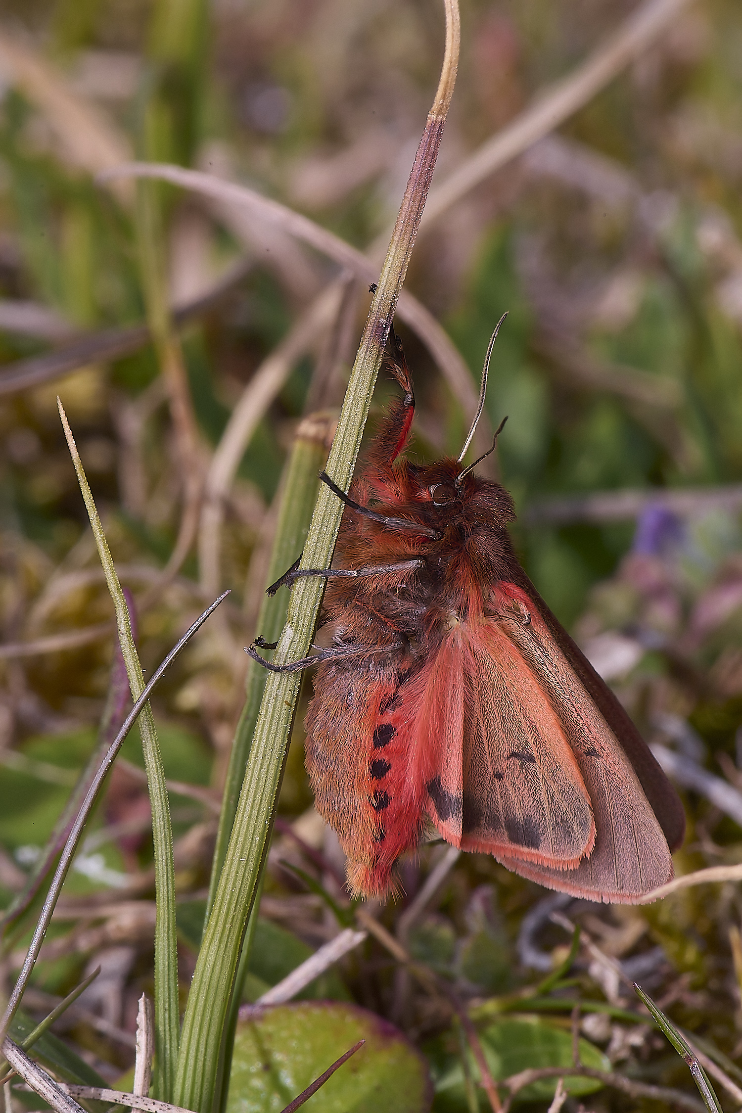 NorthDenesMoth130425-3