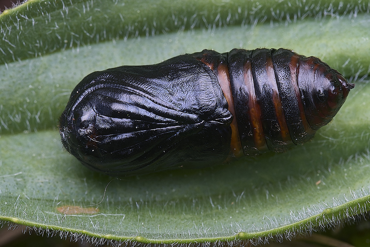 NorthDenesMoth130425-4