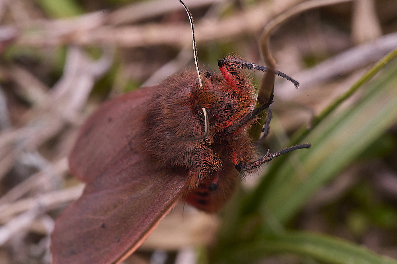 NorthDenesMoth130425-1