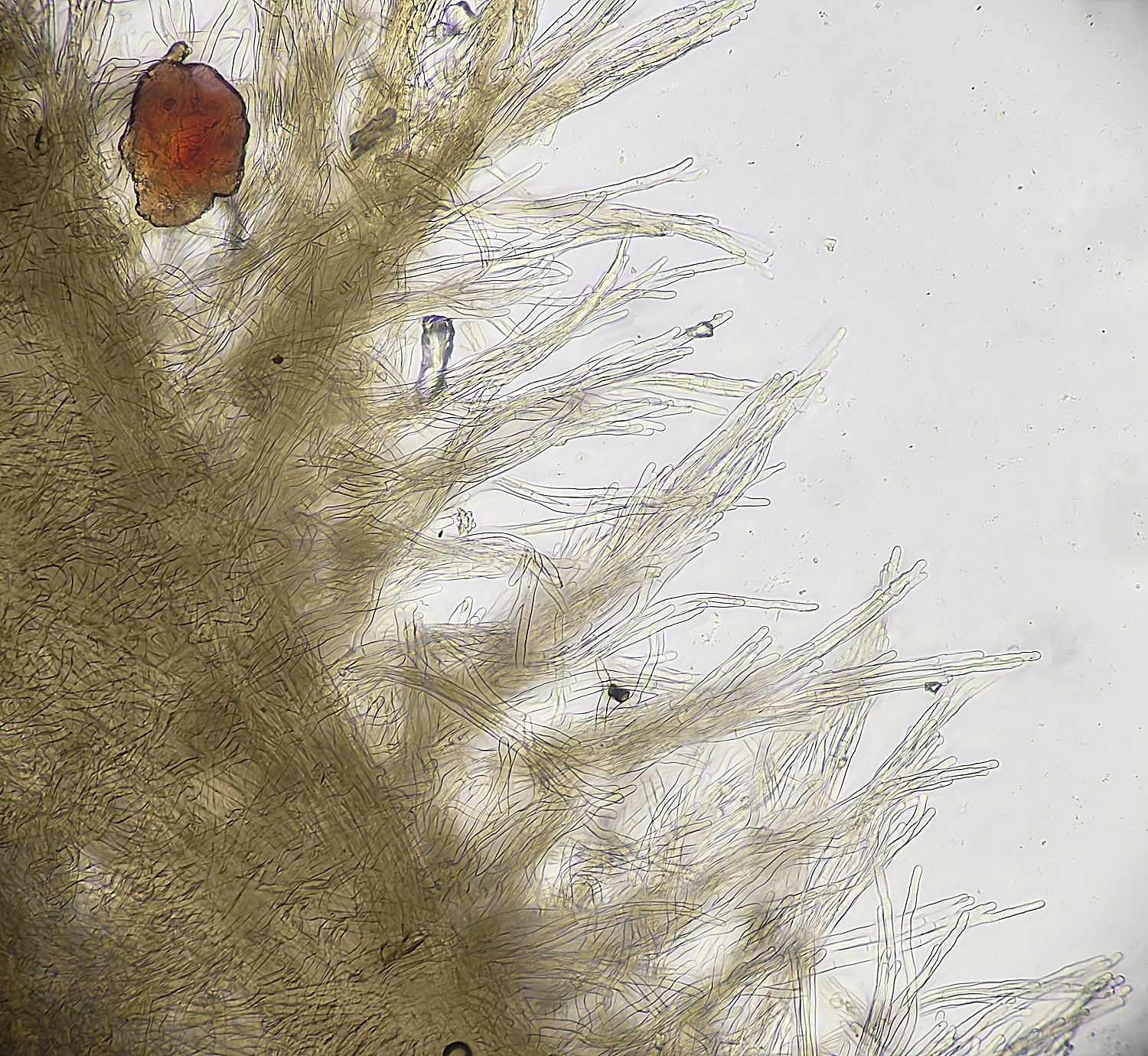 NorthDenesPeltigeraRhizines140425-1