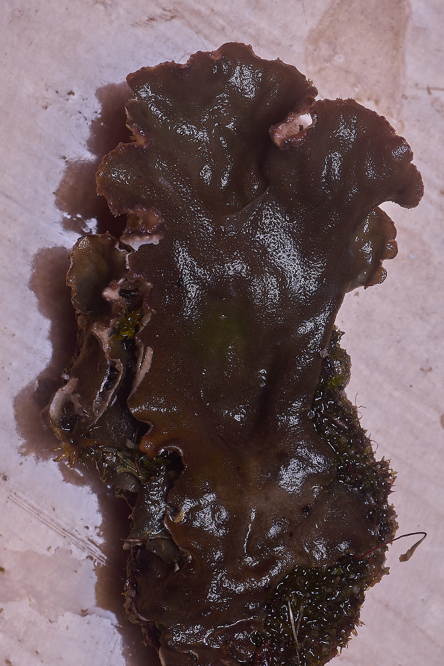 NorthDenesPeltigeraSp130425-3