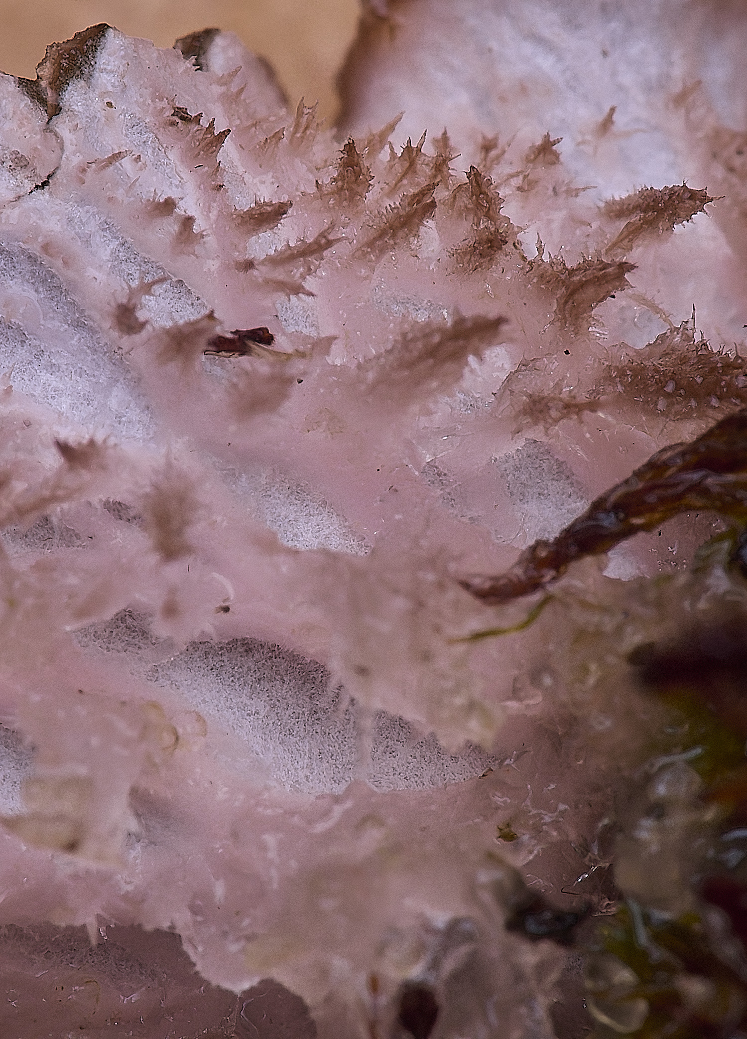 NorthDenesPeltigeraSp130425-4