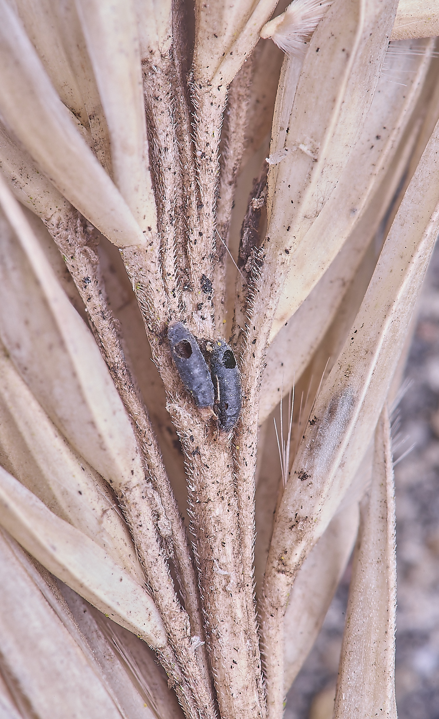 NorthDenesPupaCases130425-1