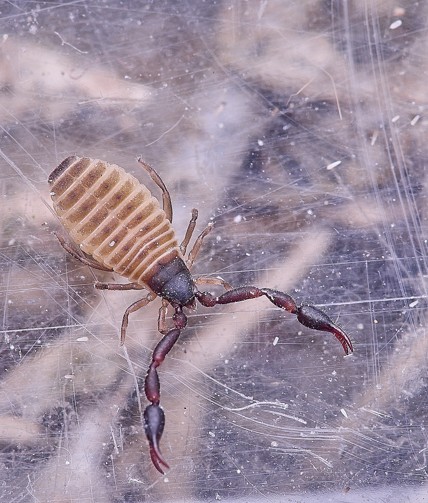 NorthDenesScorpionSp130425-1