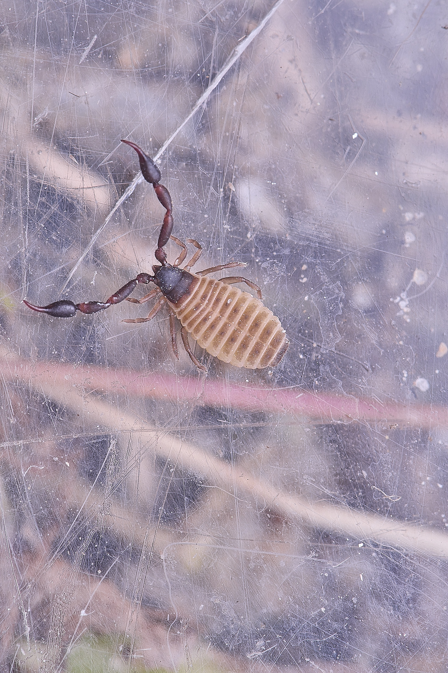 NorthDenesScorpionSp130425-2