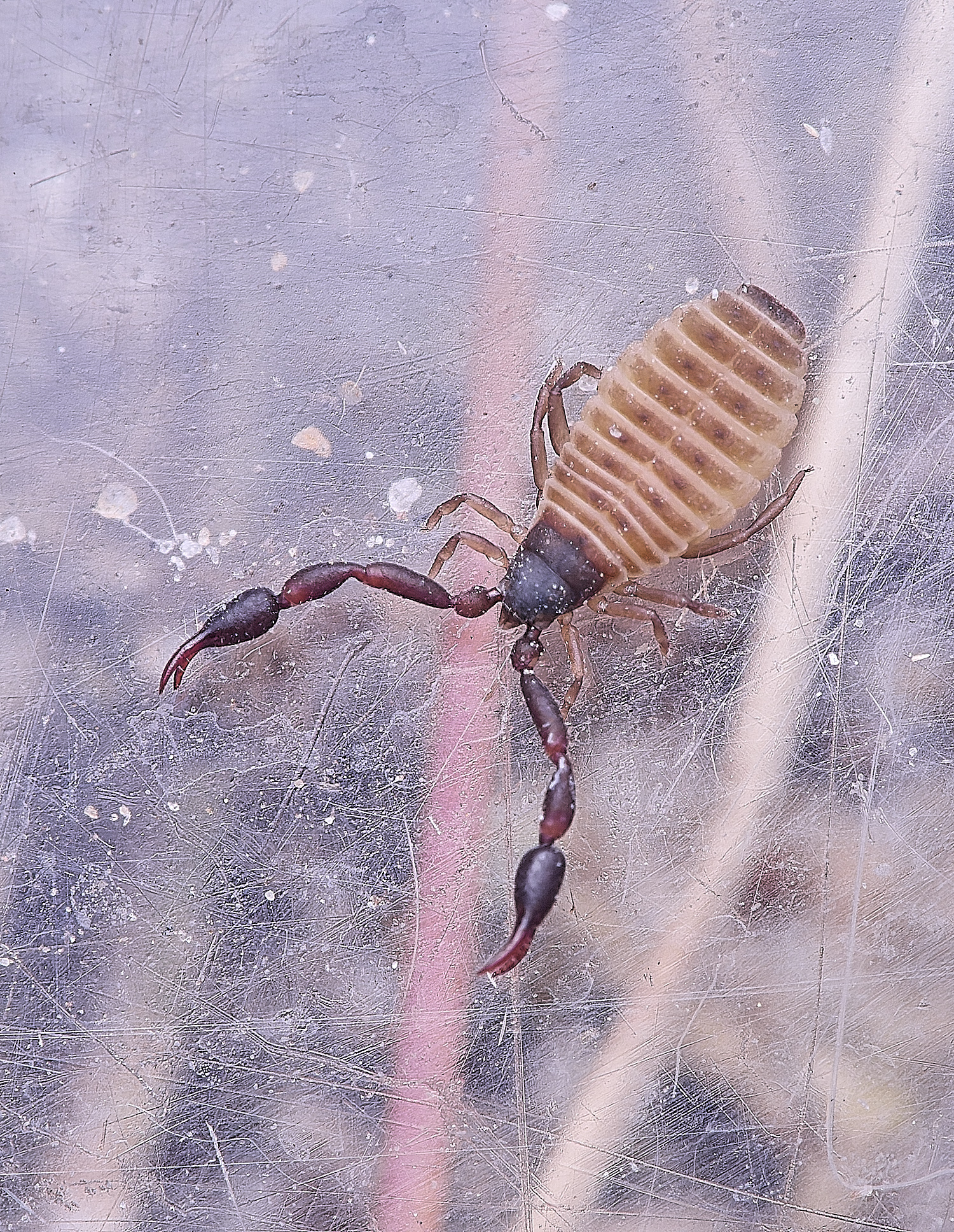 NorthDenesScorpionSp130425-3