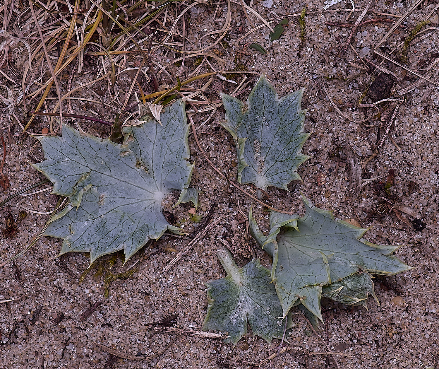 NorthDenesSeaHolly130425-1