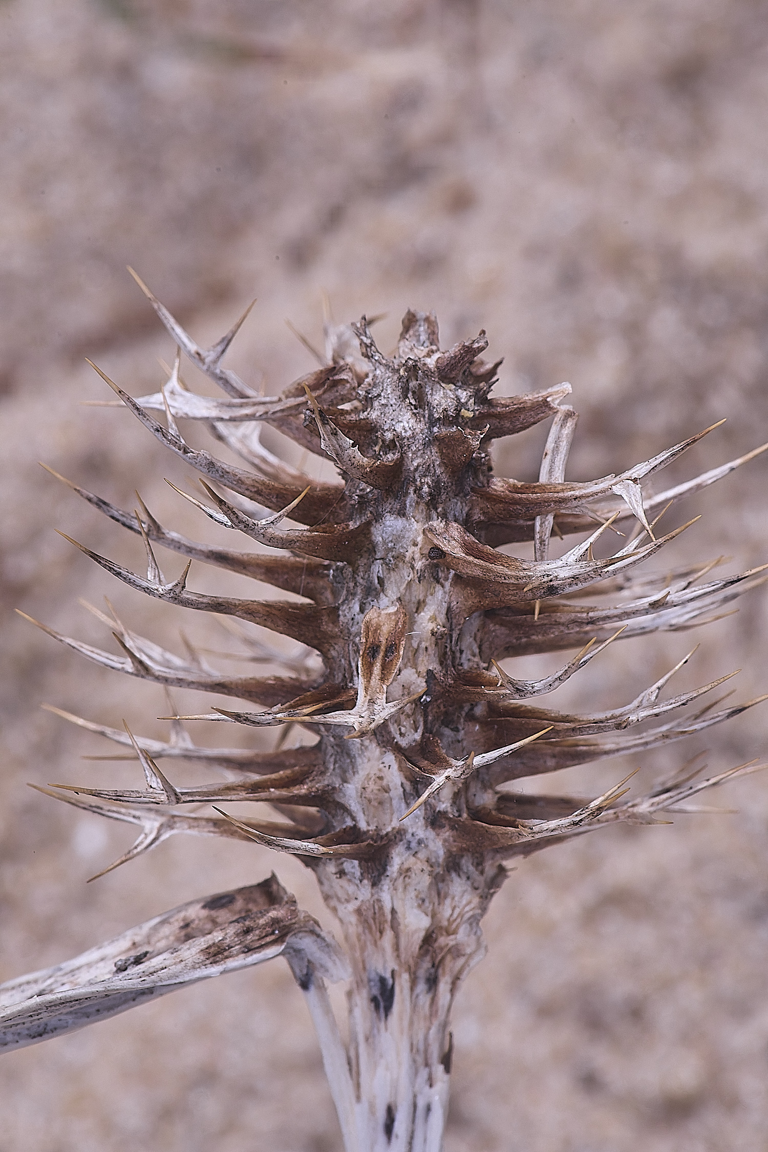NorthDenesSeaHolly130425-2