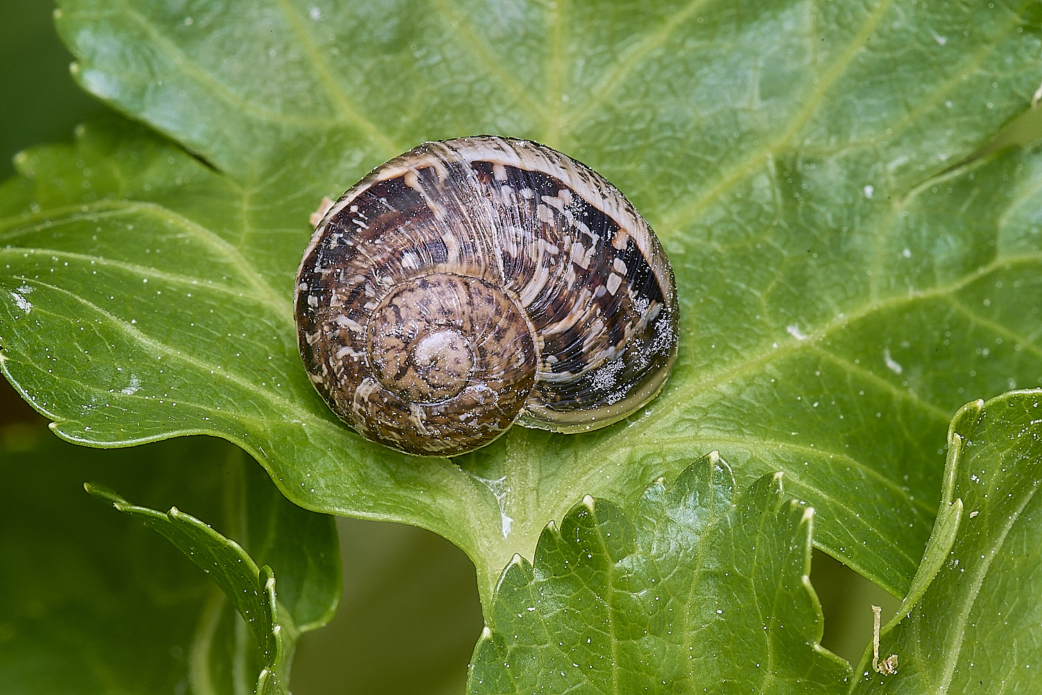 NorthDenesShell130425-1