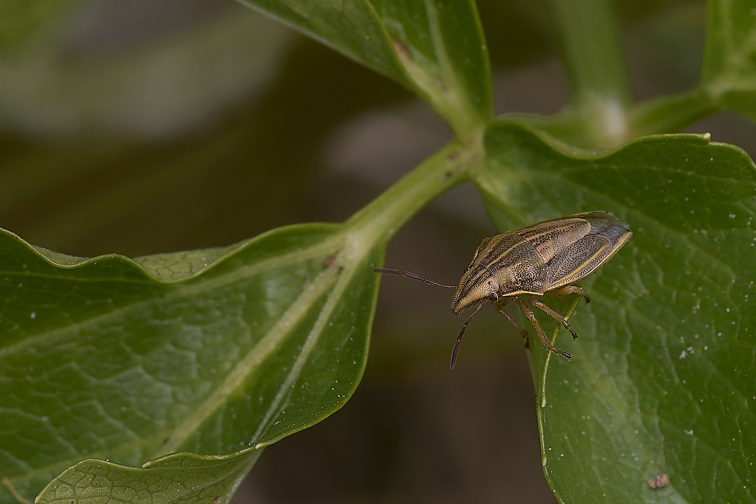 NorthDenesShieldbug130425-1