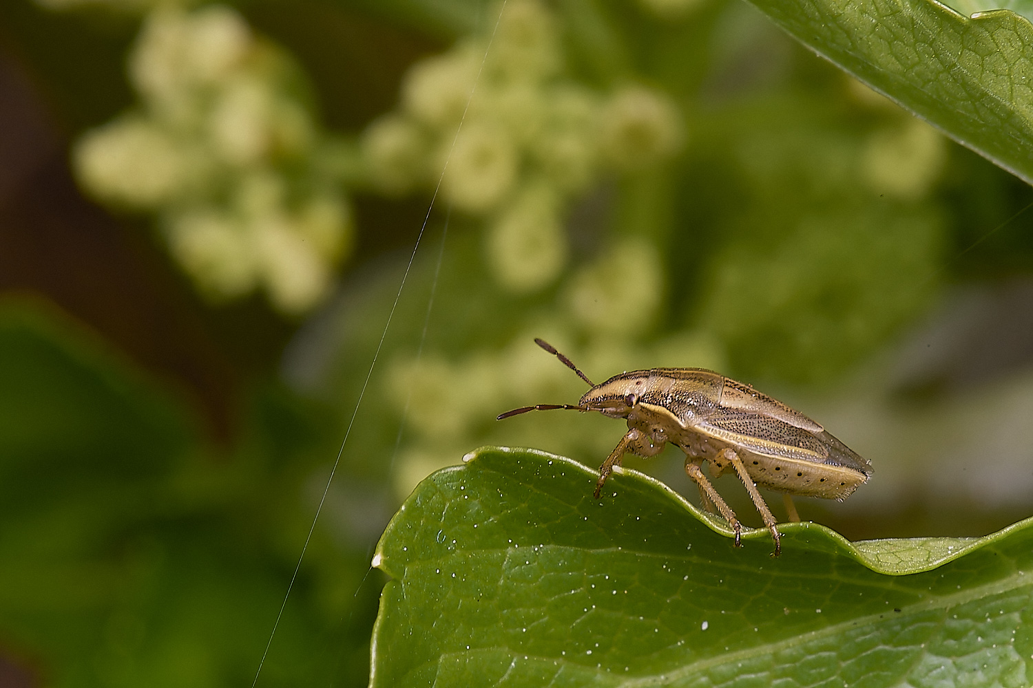 NorthDenesShieldbug130425-3