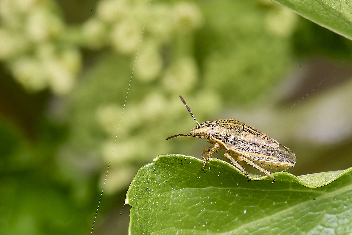 NorthDenesShieldbug130425-4