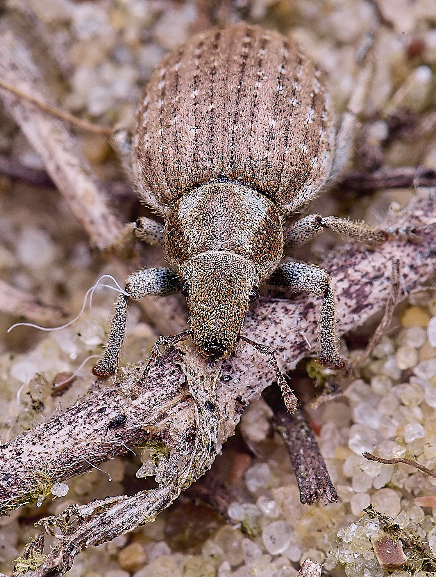 NorthDenesWeeviSp130425-1