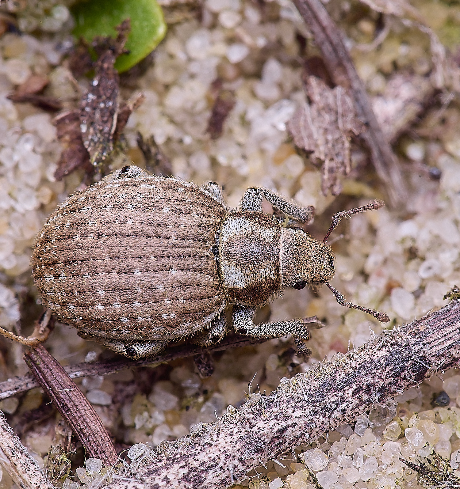 NorthDenesWeeviSp130425-2