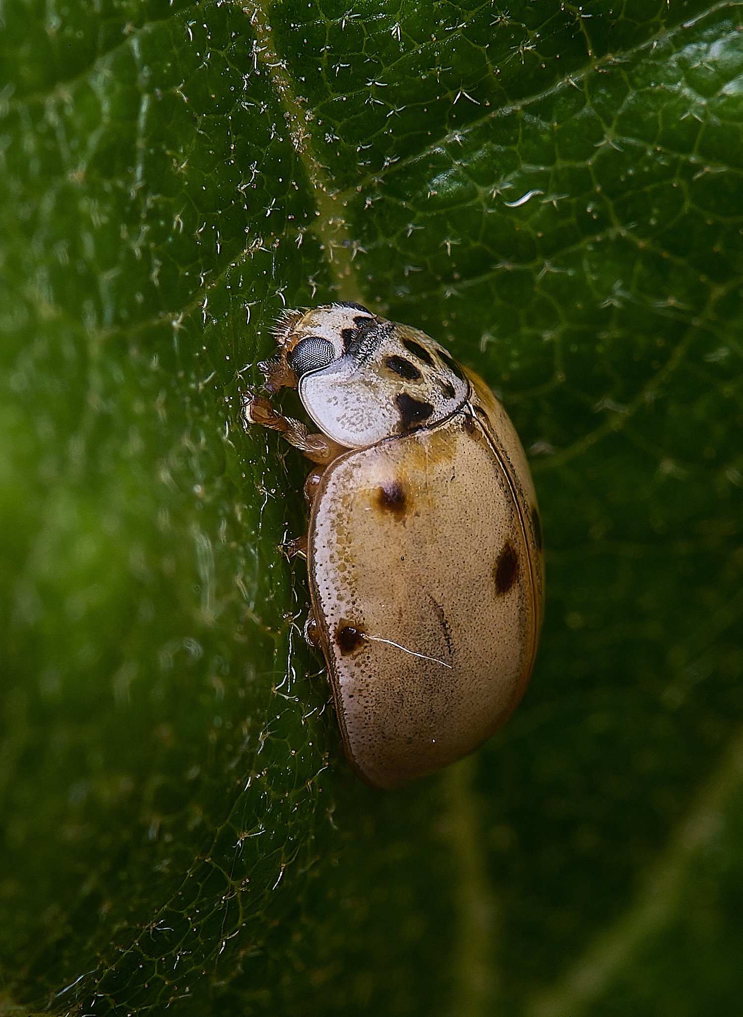Norwich6SpotLadybird150625-1