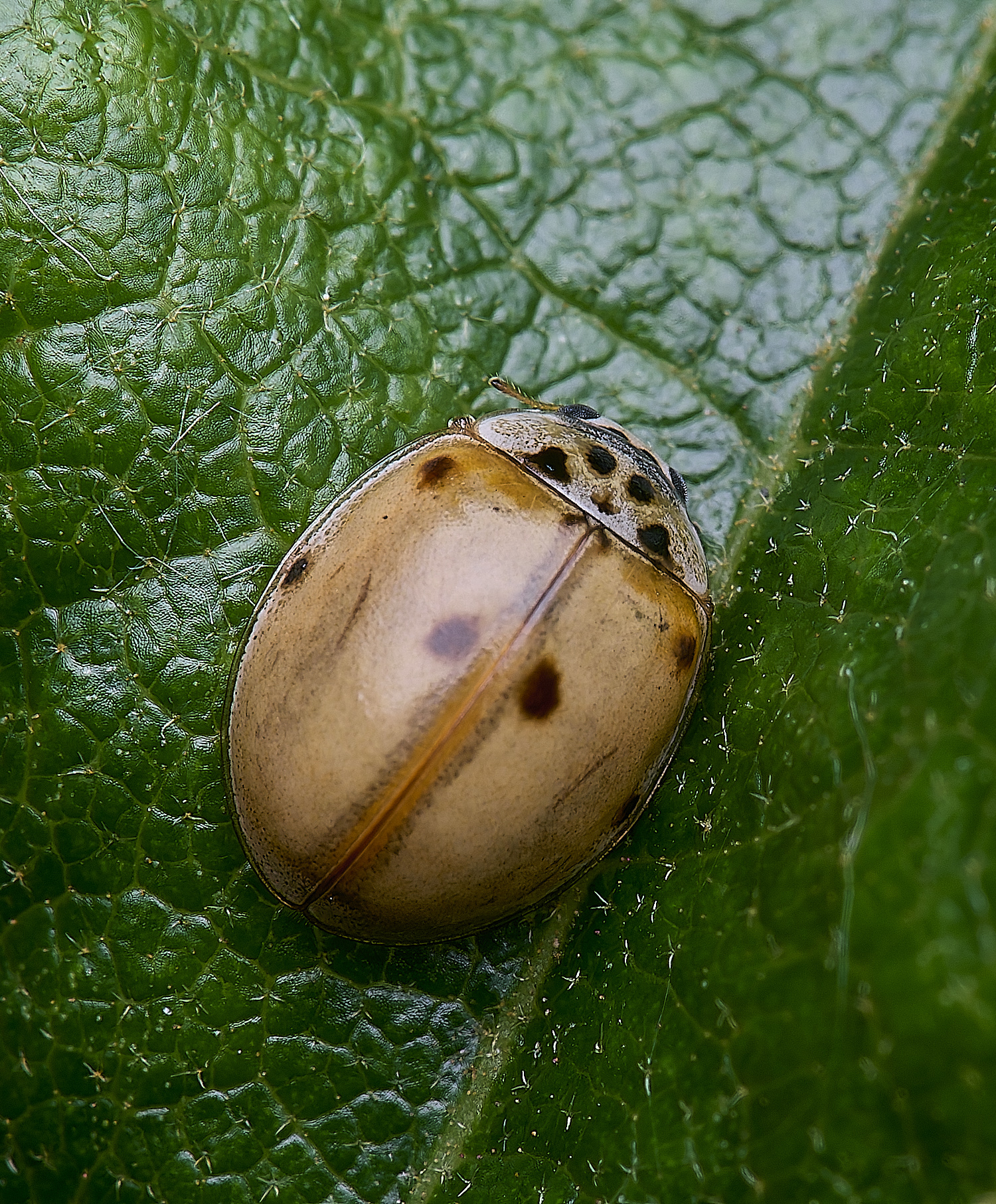 Norwich6SpotLadybird150625-2