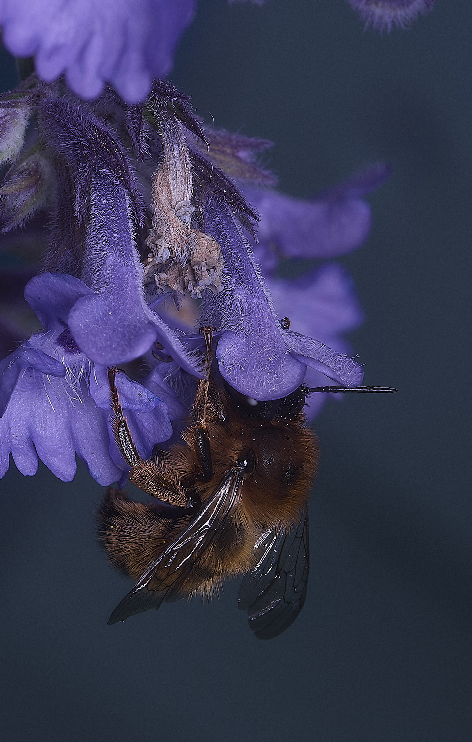 NorwichAfurcata270525-3