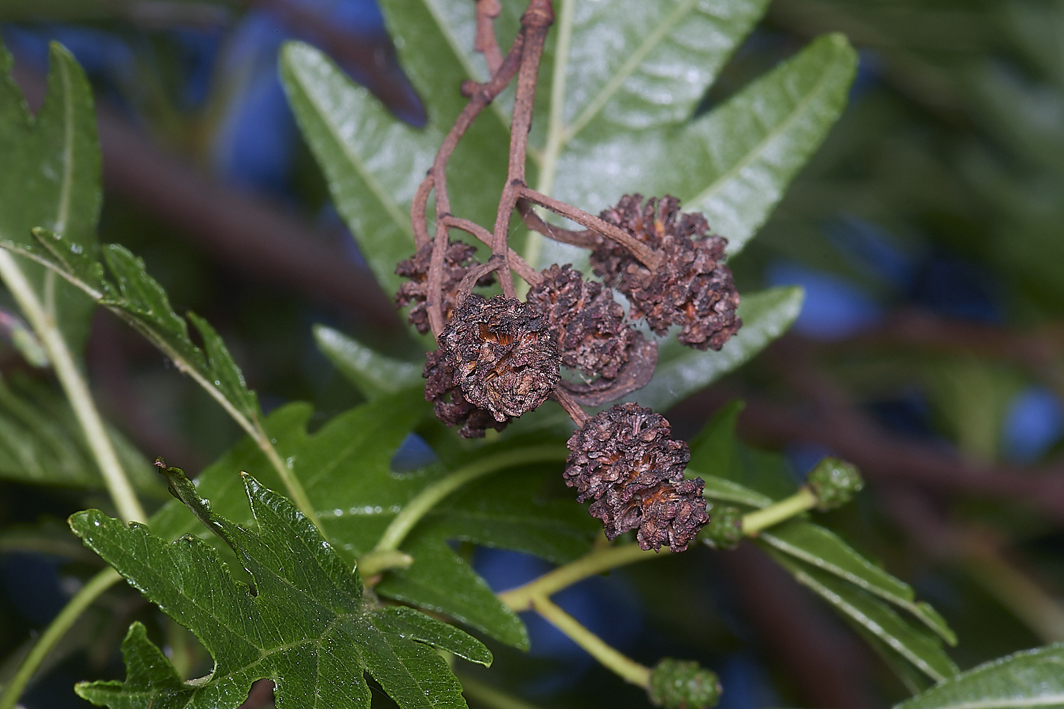 NorwichAlder200525-2