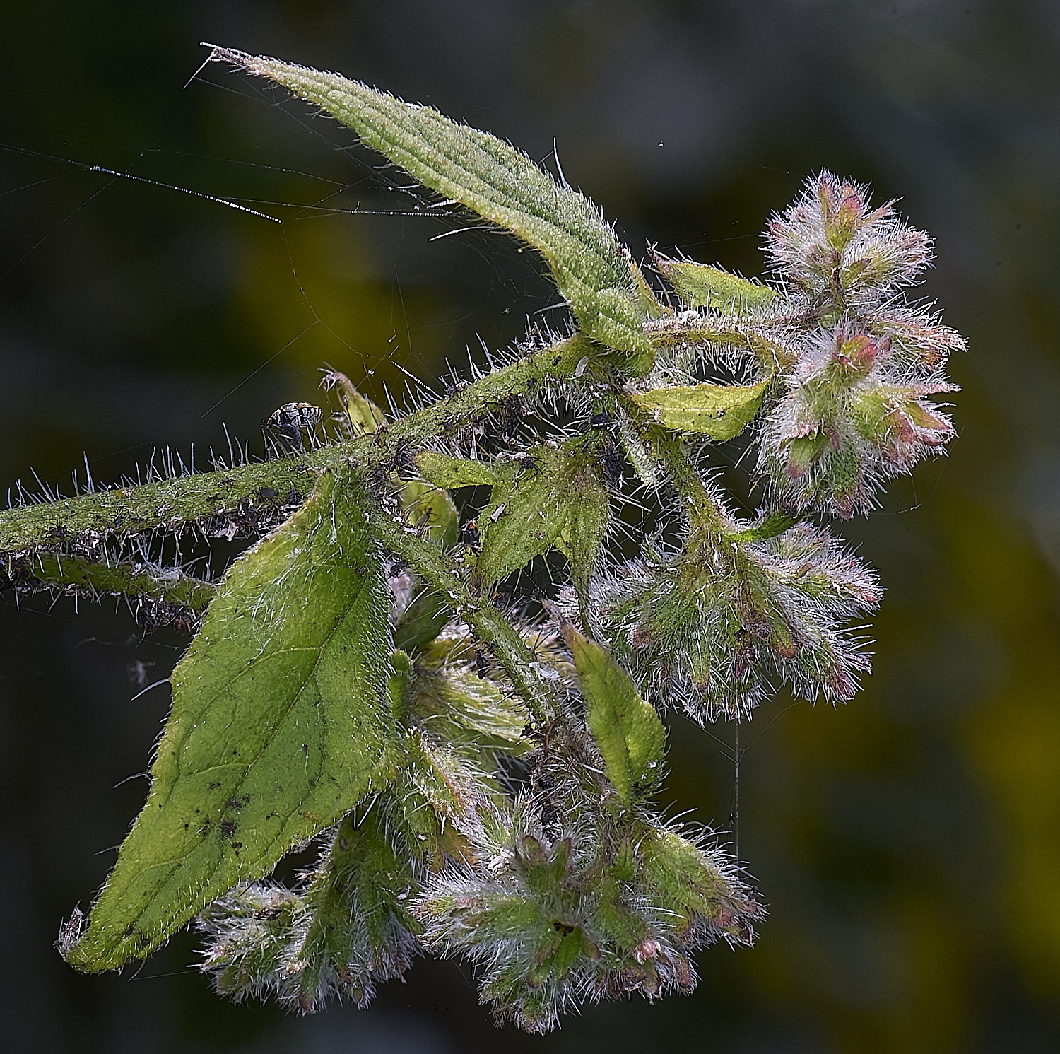 NorwichAlkanet160625-3