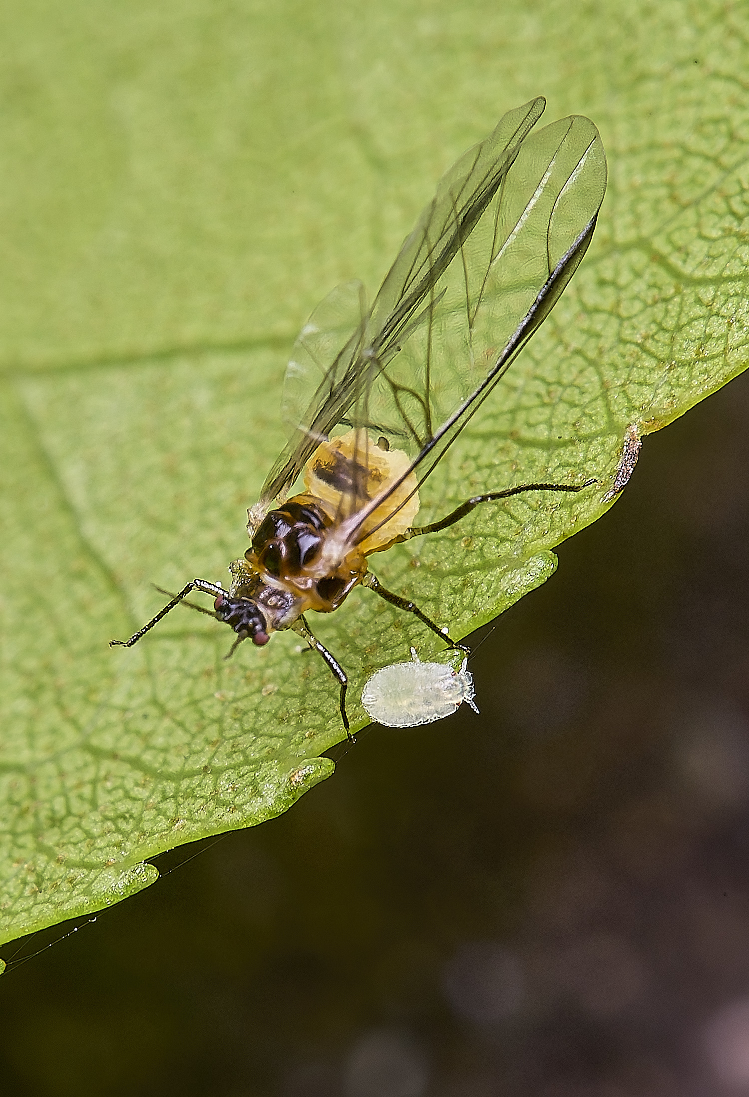 NorwichAphid&#38;Bug100525-1