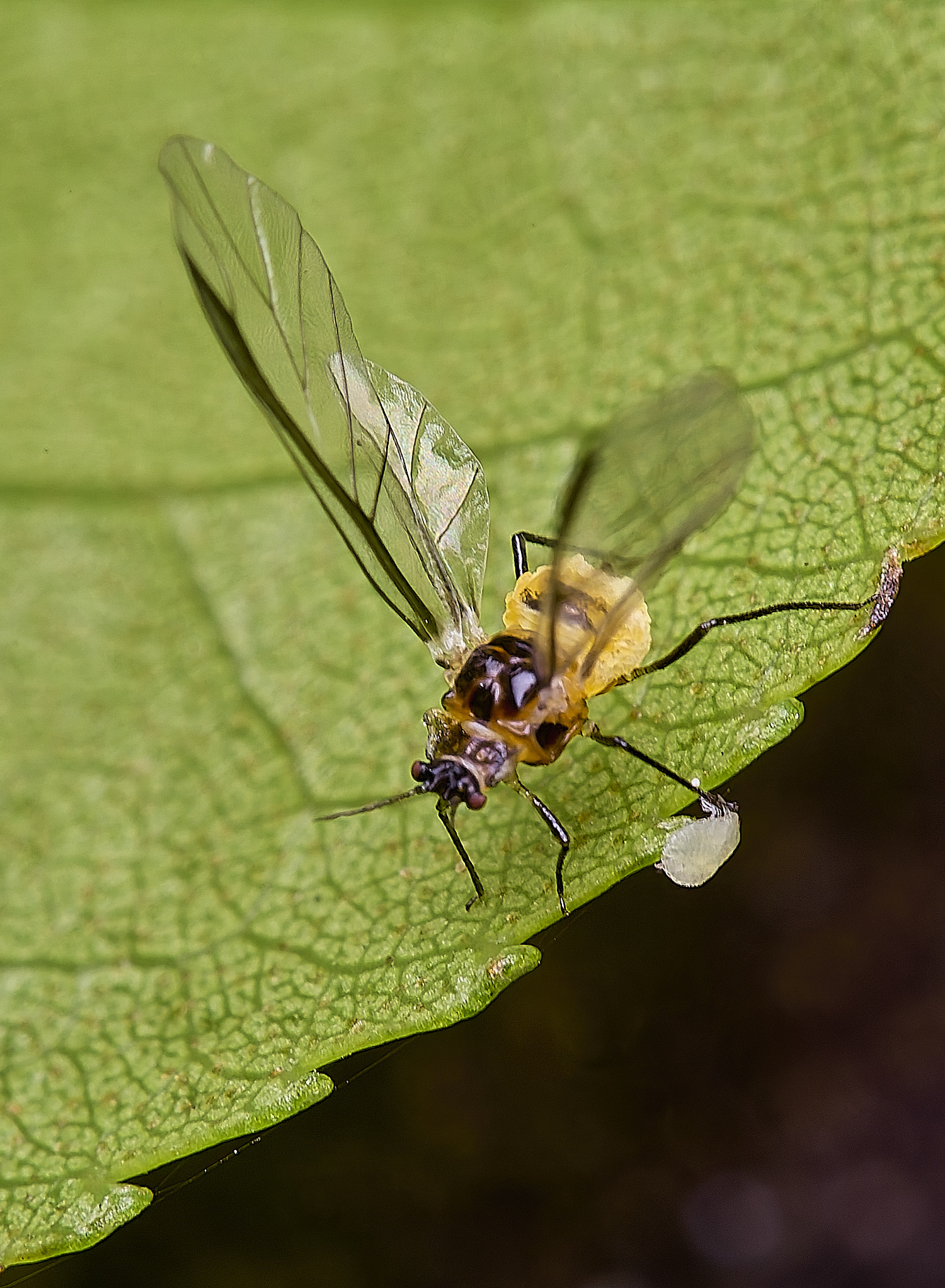 NorwichAphid&#38;Bug100525-2