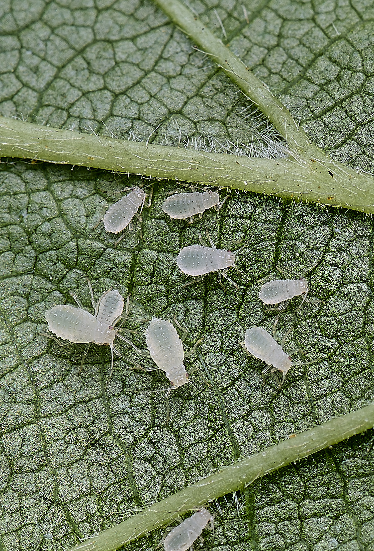 NorwichAphid1100525-1