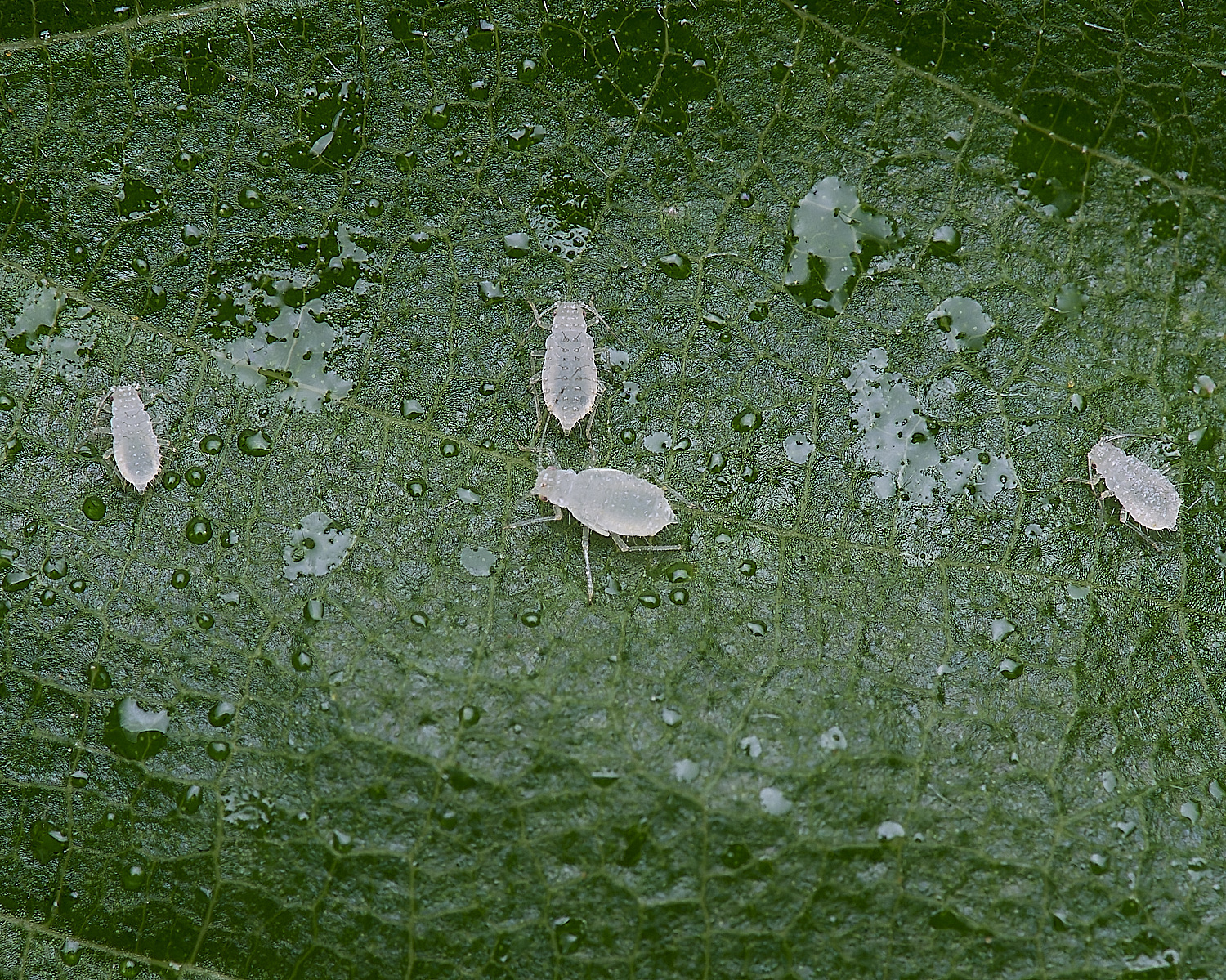 NorwichAphid1100525-2