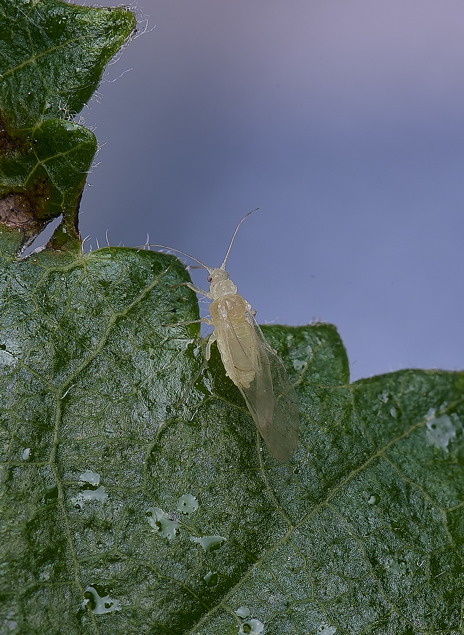 NorwichAphid1100525-3