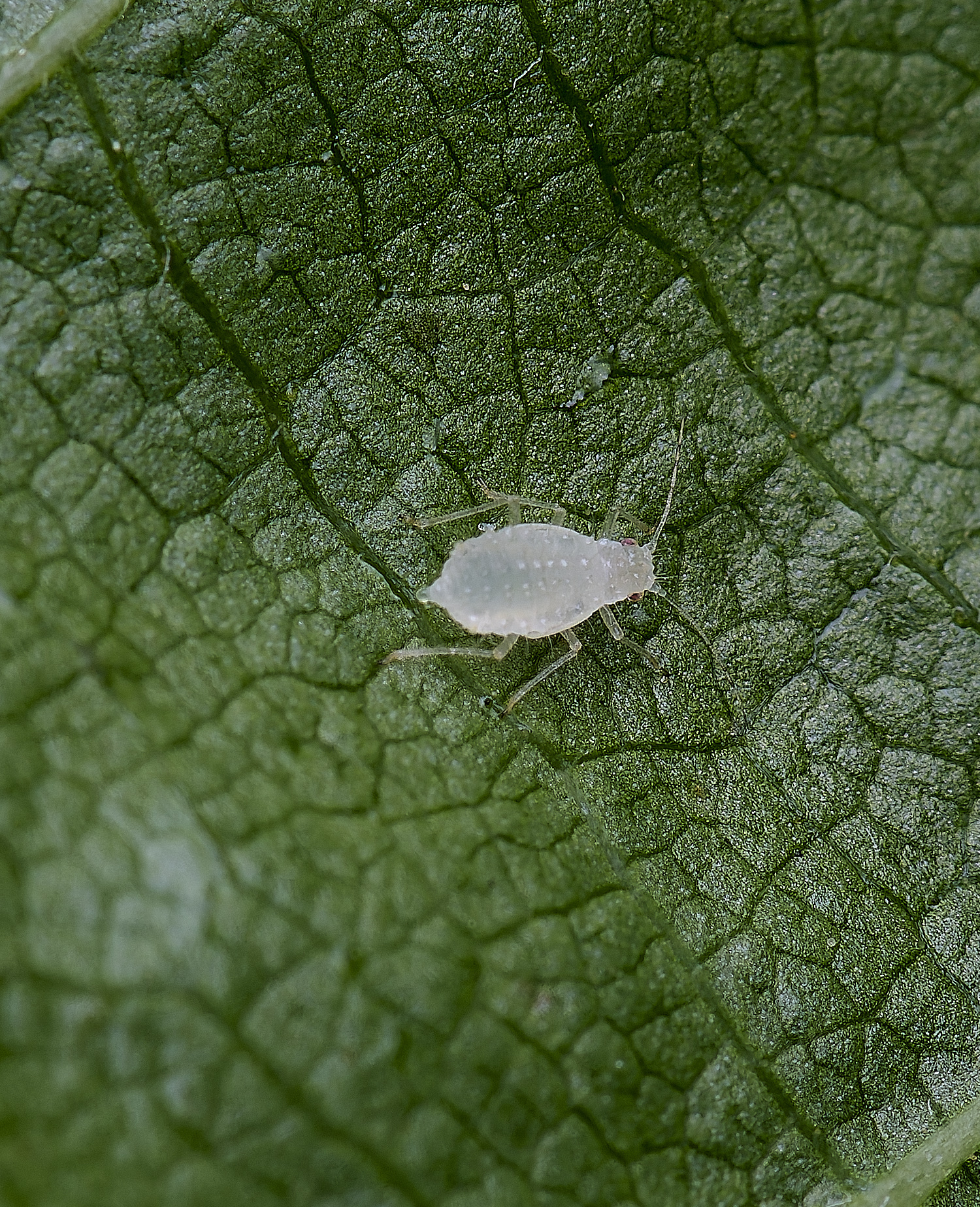 NorwichAphid1100525-4