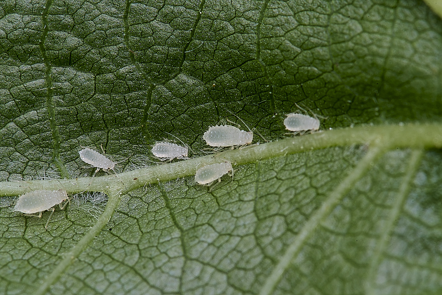 NorwichAphid1100525-5