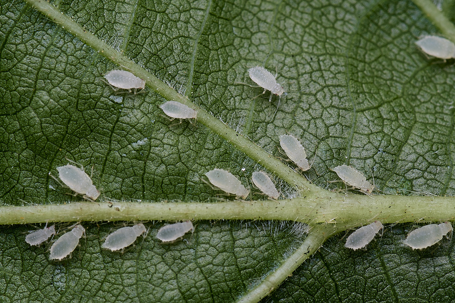 NorwichAphid1100525-6