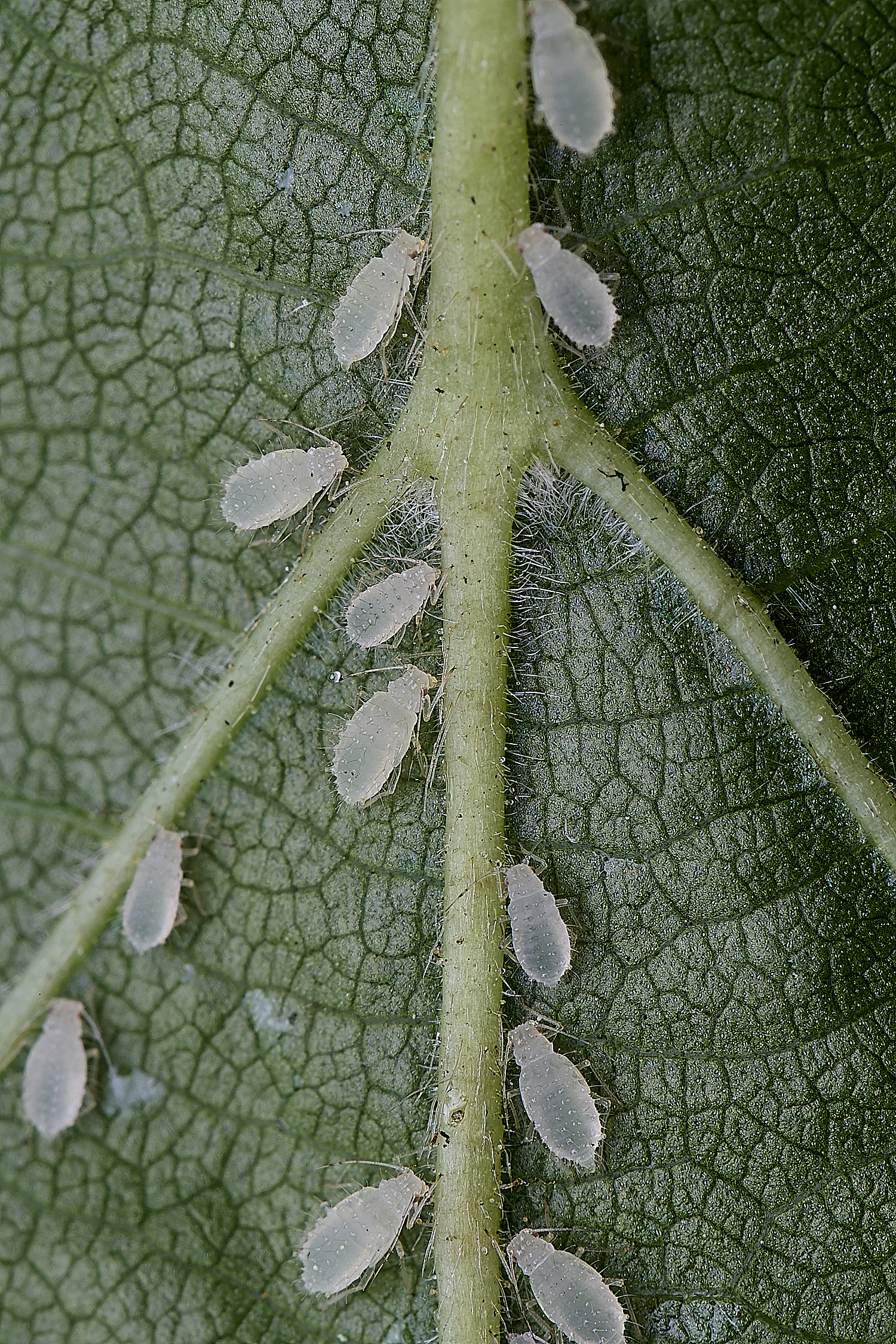 NorwichAphid1100525-7