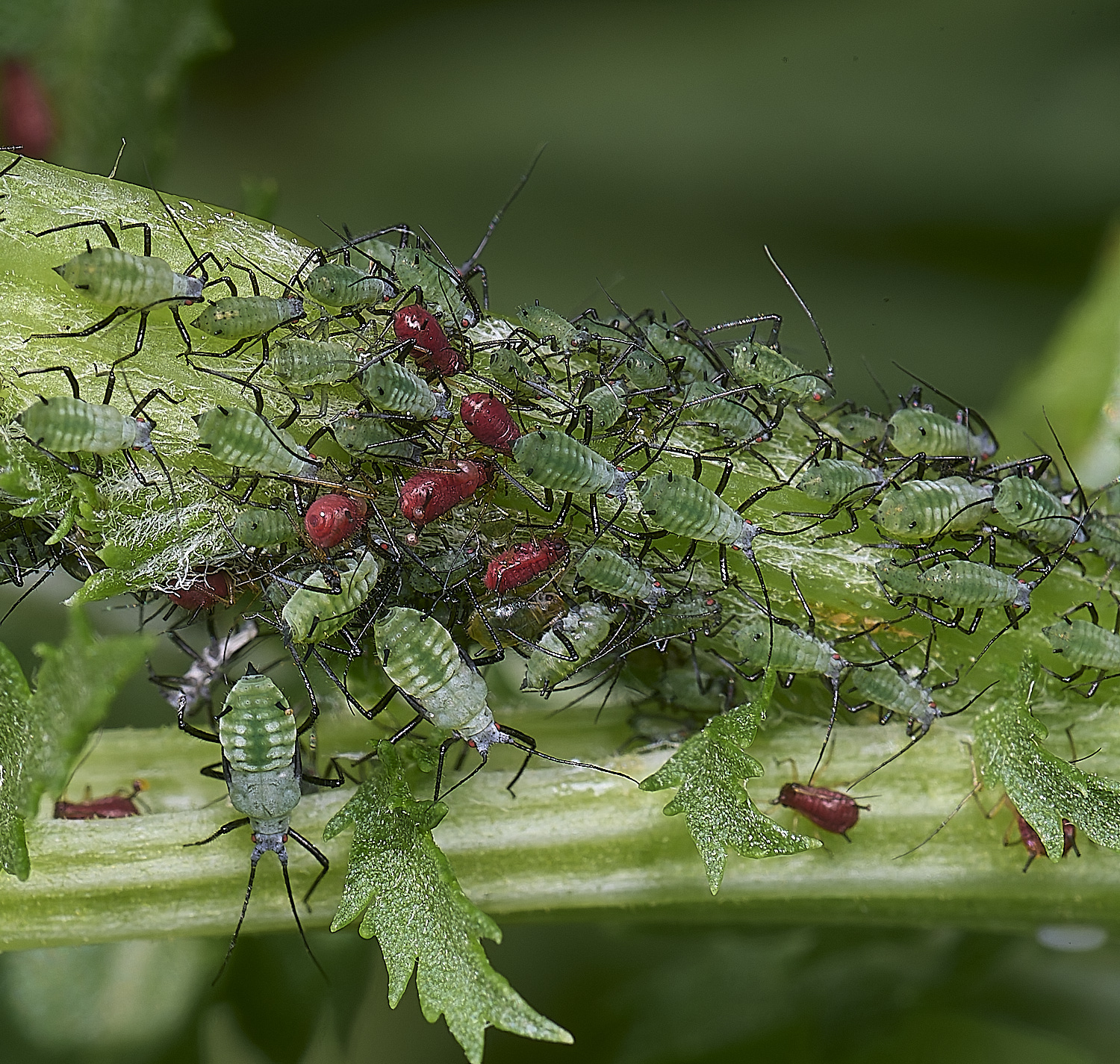 NorwichAphid2&#38;3100525-1