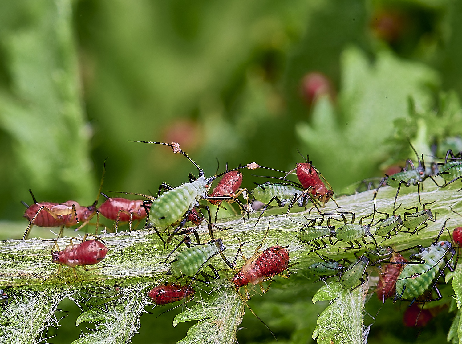 NorwichAphid2&#38;3100525-3